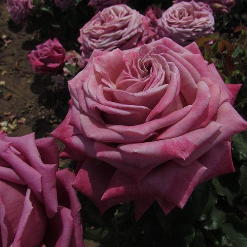 Ostroróżowy - Róże pienne - z kwiatami hybrydowo herbacianymi - korona równomiernie ukształtowana